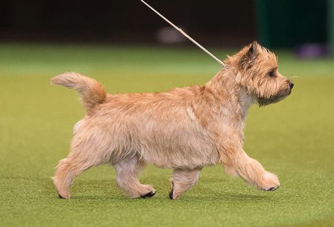 Crufts Winner 2014