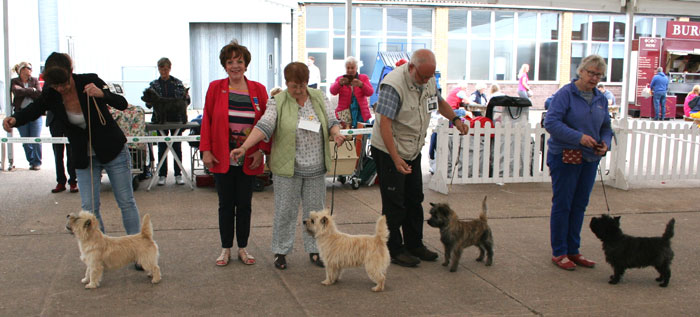 CH Uniquecottage Wild Dill, 4: e CC and BOB Judge Linda Firth
City of Birmingham 2019