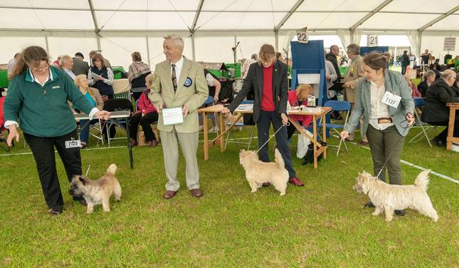 CH Uniquecottage Wild Dill Winning R-CC at Bath 2019