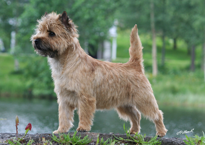BOB CRUFTS 2014
CH Stubby Sox Ridhir Romantach

